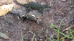 Sceloporus torquatus