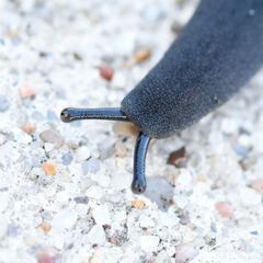 Belocaulus angustipes