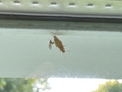 Brachymyrmex depilis