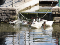 Anser anser domesticus