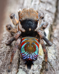 Maratus ottoi