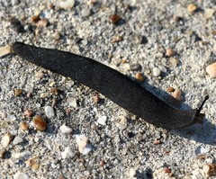 Belocaulus angustipes