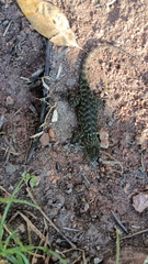 Sceloporus torquatus