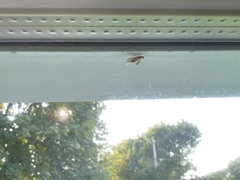 Brachymyrmex depilis