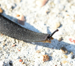 Belocaulus angustipes