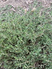 Polygonum aviculare