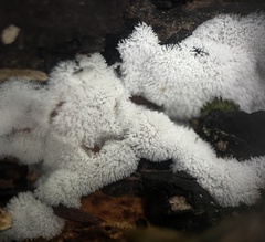 Ceratiomyxa