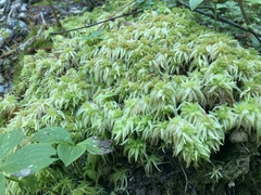Sphagnum palustre