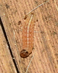 Eublemma parva