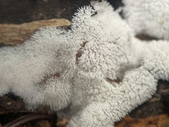 Ceratiomyxa