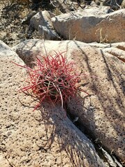 Ferocactus cylindraceus