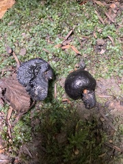 Daldinia concentrica