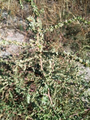 Atriplex tatarica