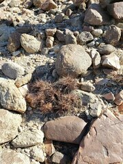 Homalocephala polycephala