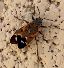Lygaeus kalmii kalmii