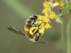 Andrena hirticincta