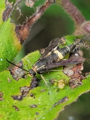 Carmenta pyralidiformis