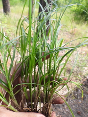 Carex spicata