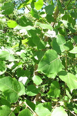 Populus