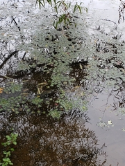 Trapa natans bispinosa