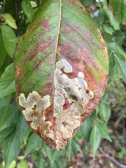 Cameraria guttifinitella