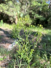 Euthamia leptocephala