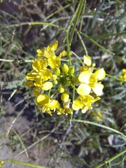 Sisymbrium loeselii