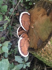 Ganoderma lobatum
