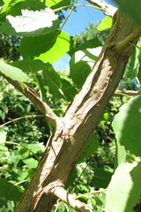Populus