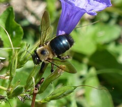 Xylocopa virginica