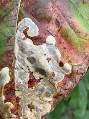 Cameraria guttifinitella