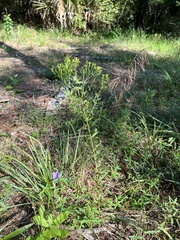 Euthamia leptocephala