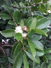 Psidium cattleyanum