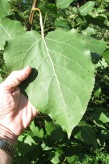 Populus