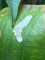 Cameraria guttifinitella