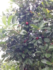 Psidium cattleyanum