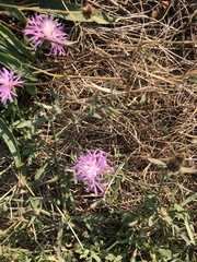 Centaurea