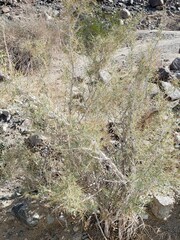 Psorothamnus schottii