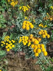 Tanacetum vulgare
