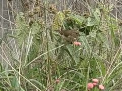 Sporophila luctuosa