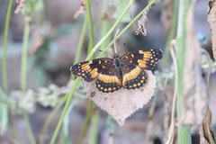 Chlosyne californica