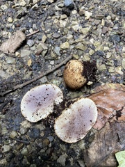 Scleroderma areolatum