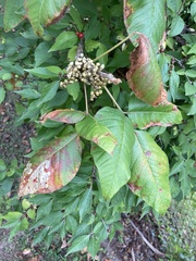Cameraria guttifinitella