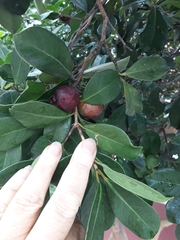 Psidium cattleyanum
