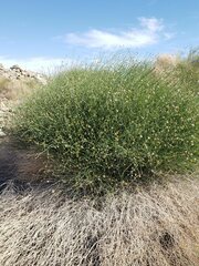 Bebbia juncea aspera