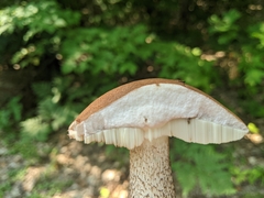 Leccinum