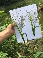 Sorghum