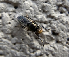 Physiphora alceae