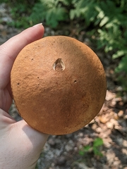Leccinum