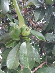 Psidium cattleyanum